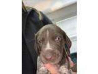 German Shorthaired Pointer Puppy for sale in Kyle, TX, USA