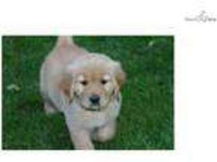 Golden Retriever Puppy for sale in Glens Falls, NY, USA