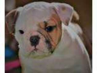 Bulldog Puppy for sale in Glendale, AZ, USA