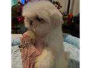 Mutt Puppy for sale in Corpus Christi, TX, USA