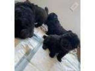 Chow Chow Puppy for sale in Ewing, NJ, USA