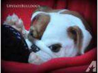 Bulldog Puppy for sale in SYRACUSE, NY, USA