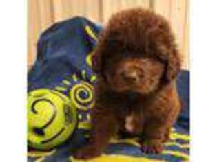 Newfoundland Puppy for sale in Saint Albans, WV, USA
