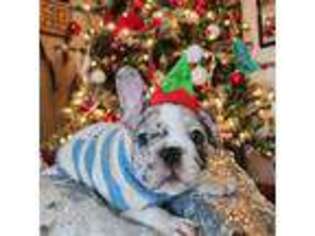 French Bulldog Puppy for sale in Panora, IA, USA