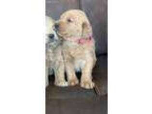 Labradoodle Puppy for sale in Sunbury, OH, USA