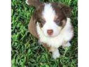 Miniature Australian Shepherd Puppy for sale in Berkley, MA, USA