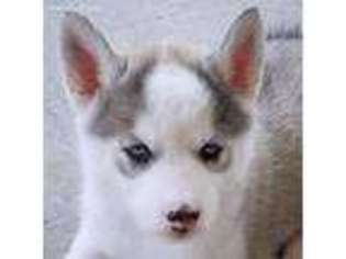 Siberian Husky Puppy for sale in Fontana, CA, USA