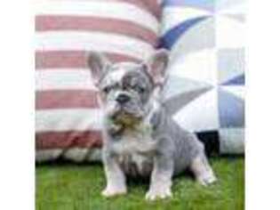 French Bulldog Puppy for sale in Broadview Heights, OH, USA