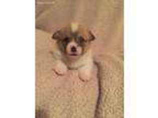 Pembroke Welsh Corgi Puppy for sale in Morton, MS, USA