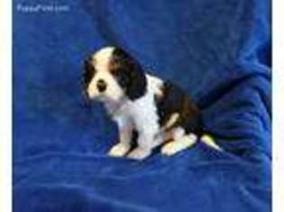 Cavalier King Charles Spaniel Puppy for sale in Decatur, AL, USA