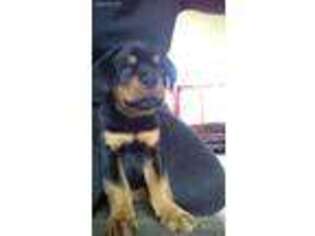 Rottweiler Puppy for sale in Germantown, NY, USA