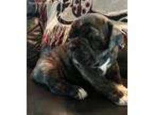 Olde English Bulldogge Puppy for sale in Buckeye, AZ, USA