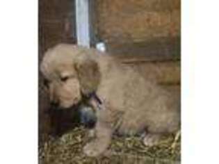 Golden Retriever Puppy for sale in New Haven, IN, USA
