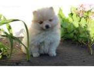 Pomeranian Puppy for sale in Cumberland, VA, USA