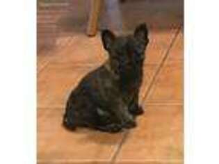 Cairn Terrier Puppy for sale in Apache Junction, AZ, USA