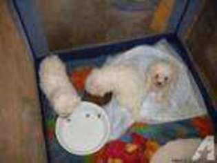 Maltese Puppy for sale in ARGONNE, WI, USA