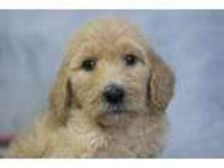 Goldendoodle Puppy for sale in Fort Scott, KS, USA