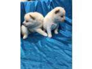 Shiba Inu Puppy for sale in Atwood, IL, USA