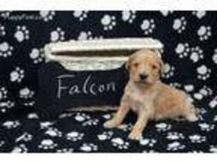 Goldendoodle Puppy for sale in El Paso, IL, USA