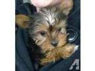 Yorkshire Terrier Puppy for sale in EVERETT, WA, USA