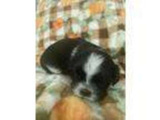 Mutt Puppy for sale in Kingsport, TN, USA