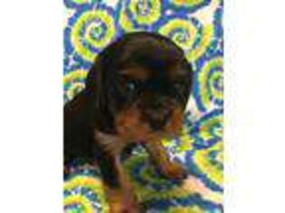 Cavalier King Charles Spaniel Puppy for sale in Hopkinsville, KY, USA
