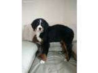 Bernese Mountain Dog Puppy for sale in Tetonia, ID, USA