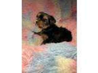 Yorkshire Terrier Puppy for sale in Livingston, LA, USA