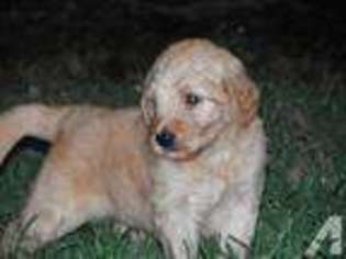 Goldendoodle Puppy for sale in PELZER, SC, USA