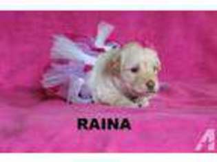 Mutt Puppy for sale in OWATONNA, MN, USA