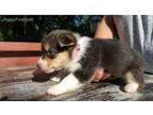 Pembroke Welsh Corgi Puppy for sale in Vinton, VA, USA