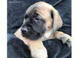 Mastiff Puppy for sale in Wellston, OK, USA