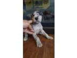 Great Dane Puppy for sale in Fulton, MO, USA
