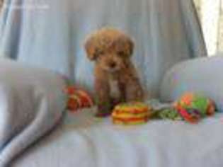 Cavapoo Puppy for sale in Falmouth, MI, USA