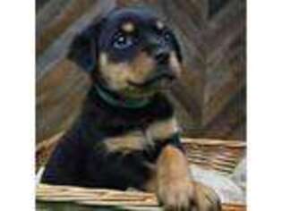 Rottweiler Puppy for sale in Sykesville, MD, USA