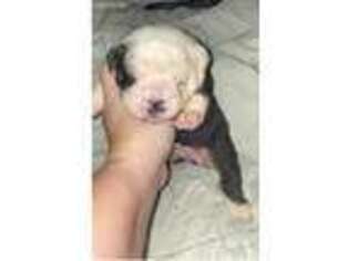 Bulldog Puppy for sale in Auburndale, FL, USA