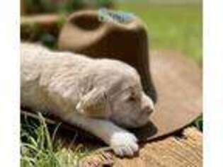 Goldendoodle Puppy for sale in Pueblo, CO, USA