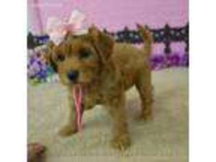 Goldendoodle Puppy for sale in Morrilton, AR, USA