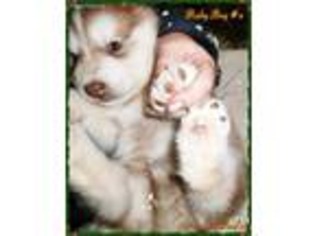 Alaskan Malamute Puppy for sale in Chambersburg, PA, USA