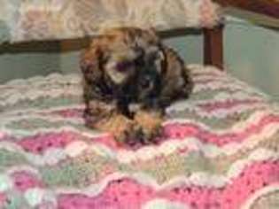 Shih-Poo Puppy for sale in Nixon, TX, USA