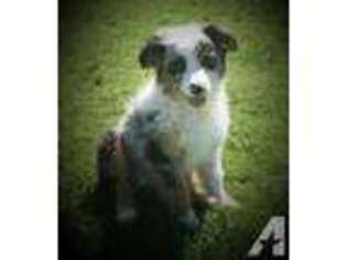 Miniature Australian Shepherd Puppy for sale in WICKENBURG, AZ, USA