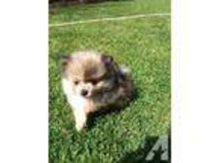 Pomeranian Puppy for sale in WOODBRIDGE, CA, USA