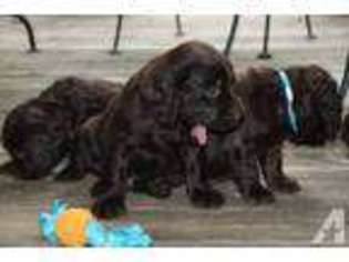 Boykin Spaniel Puppy for sale in UNION SPRINGS, AL, USA