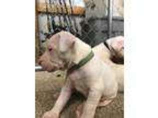 Dogo Argentino Puppy for sale in Heber Springs, AR, USA