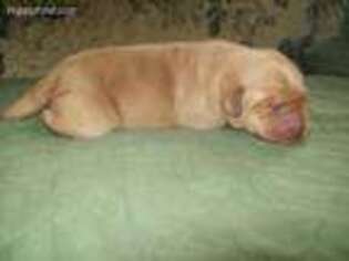 Labrador Retriever Puppy for sale in Greene, NY, USA