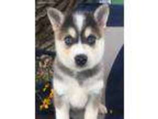 Alaskan Klee Kai Puppy for sale in Belleville, PA, USA