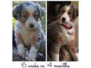 Miniature Australian Shepherd Puppy for sale in Eugene, OR, USA