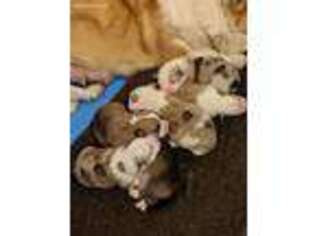 Pembroke Welsh Corgi Puppy for sale in Taylor, MI, USA