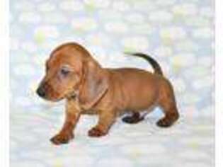 Dachshund Puppy for sale in Roseville, CA, USA