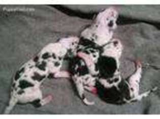 Great Dane Puppy for sale in Sheridan, AR, USA